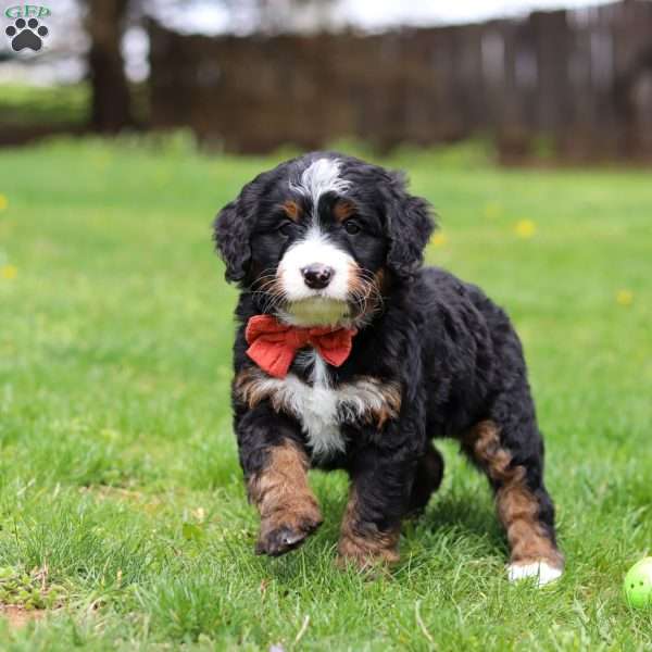 Tulsi, Mini Bernedoodle Puppy